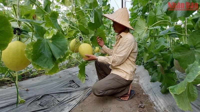 Mô hình trồng dưa lưới ứng dụng công nghệ cao của Hợp tác xã Dương Quang (thành phố Bắc Kạn). Ảnh: Thu Cúc