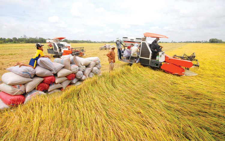 Phóng sự về Xây dựng mô hình sản xuất lúa gạo an toàn theo chuỗi giá trị  của Viện Nông nghiệp Thanh Hóa  VIỆN NÔNG NGHIỆP TỈNH THANH HÓA