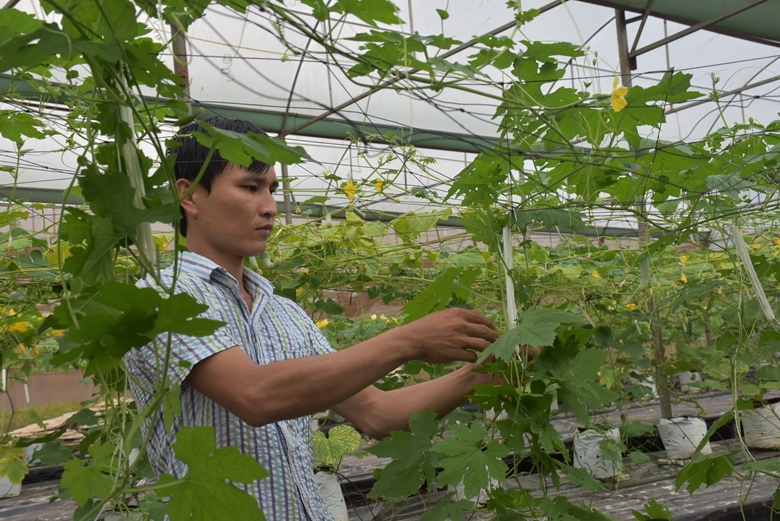 Nhiều mô hình sản xuất nông nghiệp ứng dụng công nghệ cao ở Bà Rịa – Vũng Tàu được nông dân thử nghiệm hiệu quả. (Ảnh: Báo Bà Rịa – Vũng Tàu).