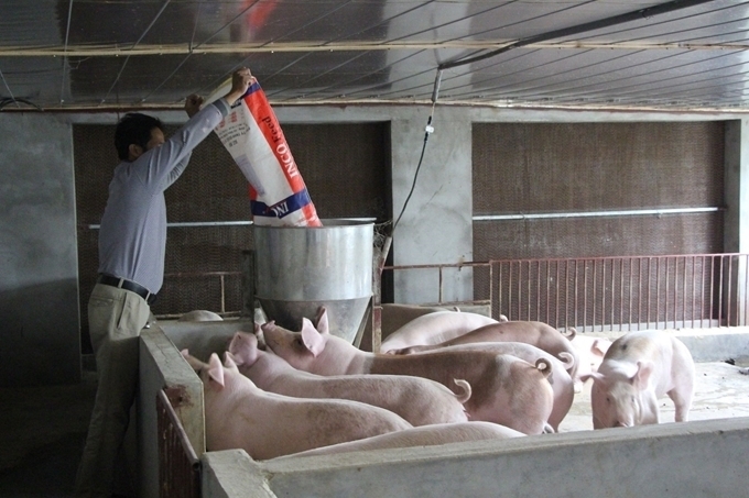  Lâm Đồng phấn đấu tốc độ tăng giá trị sản xuất ngành chăn nuôi đạt từ 5,5-6% trong năm 2023.