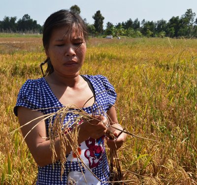 Xâm nhập mặn khiến cây lúa thiệt hại ở Hậu Giang