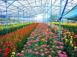  Nhiều loại hoa mang lại giá trị xuất khẩu cao.