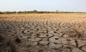 Hơn 23.000 ha lúa bị khô hạn