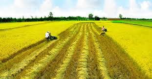 Rà soát điều kiện kinh doanh để thu hút đầu tư nông nghiệp