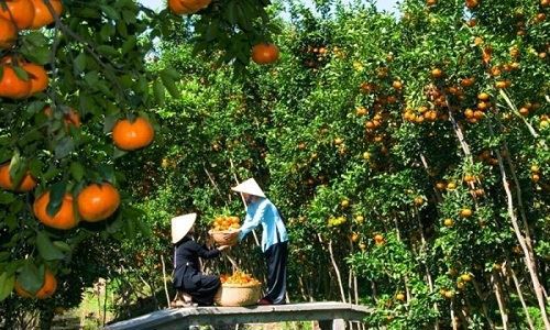 Đặc sản trái cây vùng Đồng bằng sông Cửu Long