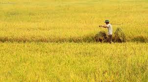 Cần có sự thay đổi tư duy về vai trò của lúa gạo