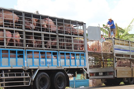 Giá lợn hơi đã giảm trên 10.000 đồng/kg so với lúc cao điểm xuất khẩu ồ ạt sang Trung Quốc hồi tháng 4, đầu tháng 5/2016