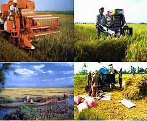 Trọng tâm là phát triển nông nghiệp, sản xuất lúa gạo, trái cây và thủy sản với quy mô lớn theo chuỗi giá trị