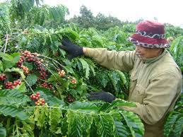 Tháng 8, khối lượng xuất khẩu cà phê đạt 1,27 triệu tấn