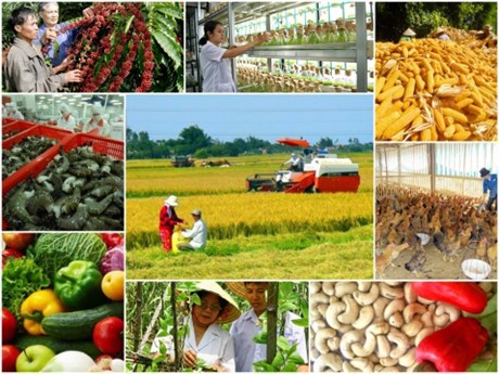 Một trong những khó khăn của nông nghiệp Việt Nam là giá trị sản phẩm còn thấp