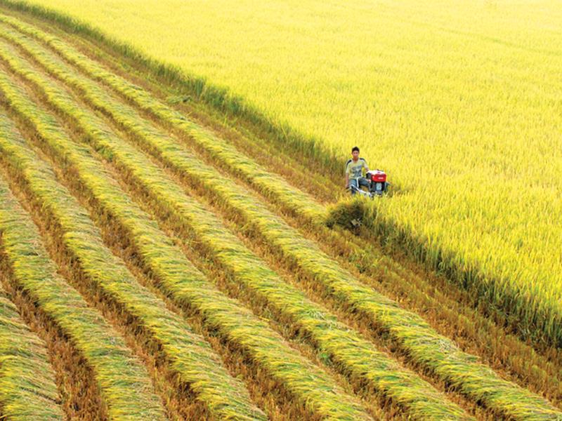 Giá lúa gạo tại khu vực ĐBSCL tiếp tục xu hướng giảm trong tháng 9/2016