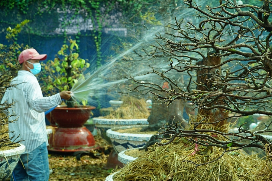 Nông dân trồng mai tại TP. Hồ Chí Minh cắt tỉa và chăm bón hoa Tết