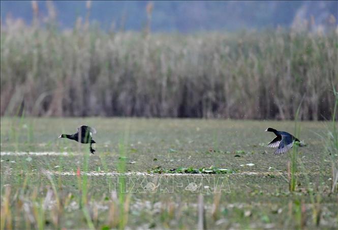Đầm Vân Long, huyện Gia Viễn (Ninh Bình) là khu bảo tồn thiên nhiên đất ngập nước lớn nhất vùng đồng bằng châu thổ Bắc Bộ. Ảnh minh họa: TTXVN