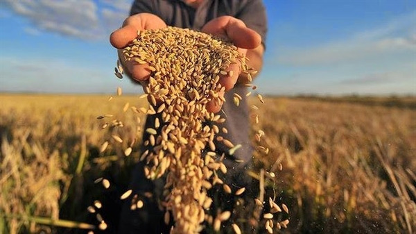 Kế hoạch mua, nhập hàng dự trữ quốc gia năm 2021 đối với lương thực là 190.000 tấn gạo và 80.000 tấn thóc