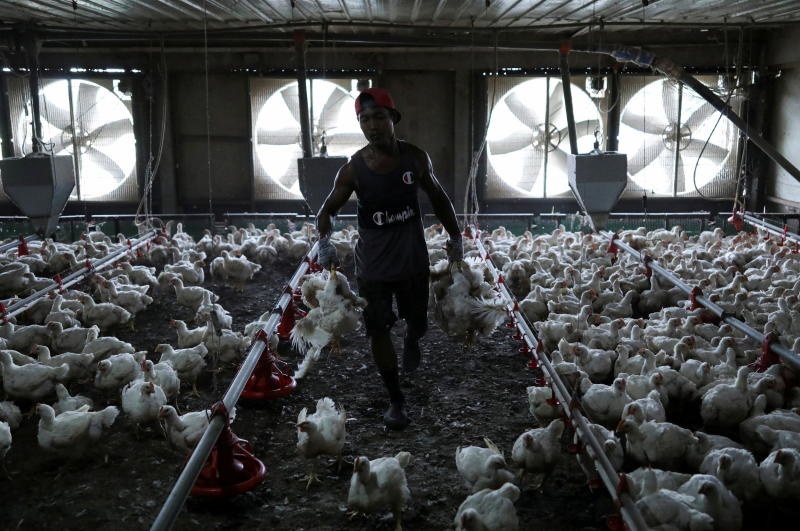 Một công nhân mang gà tại một trang trại gia cầm ở Malaysia vào ngày 27 tháng 5 năm 2022. Nguồn: Reuters