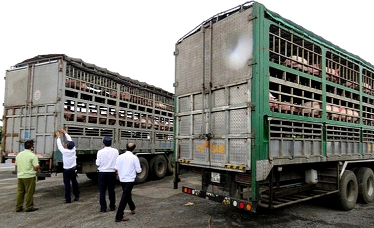 Ngăn chặn nhập lậu gia súc, sản phẩm động vật qua các cửa khẩu biên giới -  Tạp chí Tài chính
