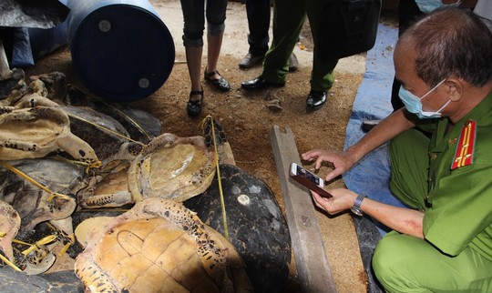 Triệt phá đường dây mua bán động vật quý hiếm từ Lào về Việt Nam . Nguồn: Internet