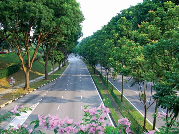 Cây xanh trên đường cao tốc tại Singapore. Ảnh minh họa. Nguồn: Internet