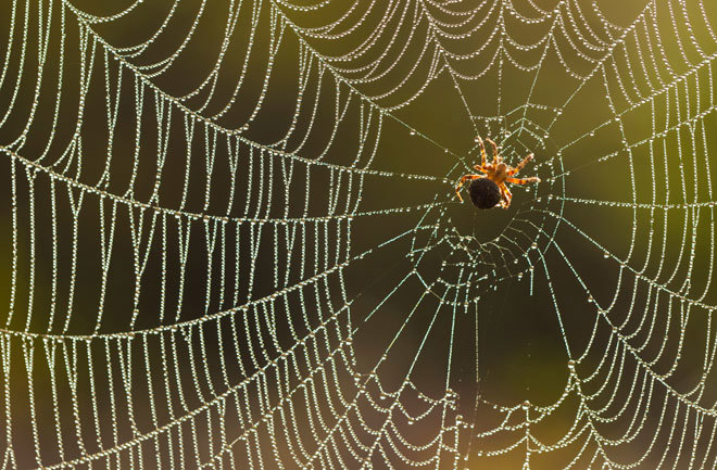 Tơ mạng nhện là vật liệu sinh học bền vững. Nguồn: Internet