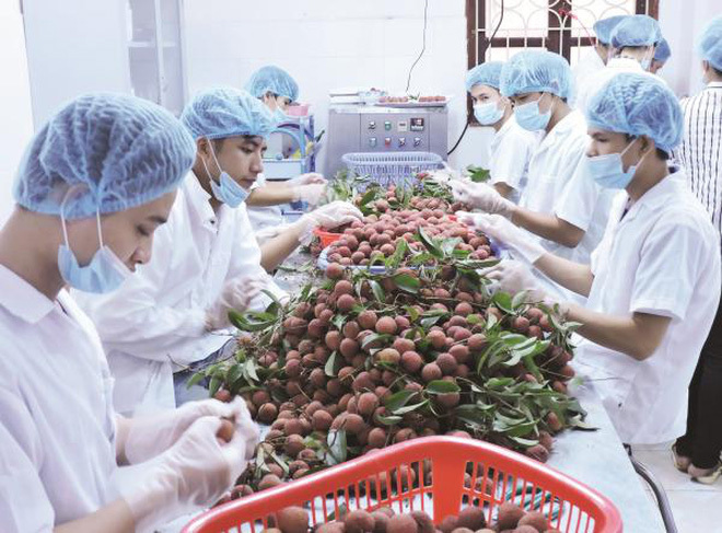 Trung Quốc, Nhật Bản, Hoa Kỳ và Hàn Quốc là 4 thị trường nhập khẩu hàng đầu của hàng rau quả Việt Nam. Nguồn: Internet
