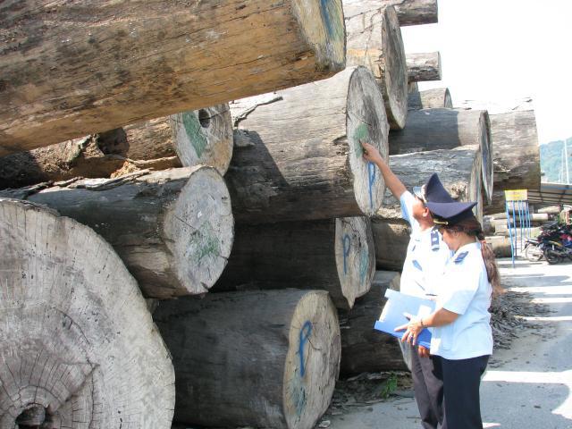 Công chức Hải quan Đà Nẵng kiểm tra gỗ nhập khẩu. Ảnh: M.Hùng