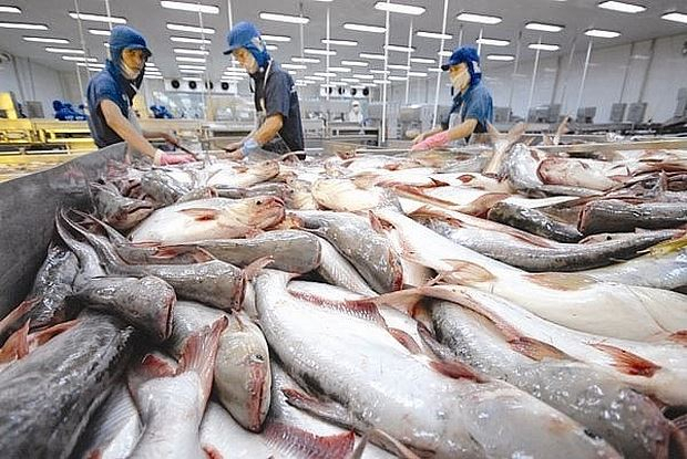   Trung Quốc hiện là thị trường nhập khẩu cá tra lớn nhất của Việt Nam. Nguồn: Internet