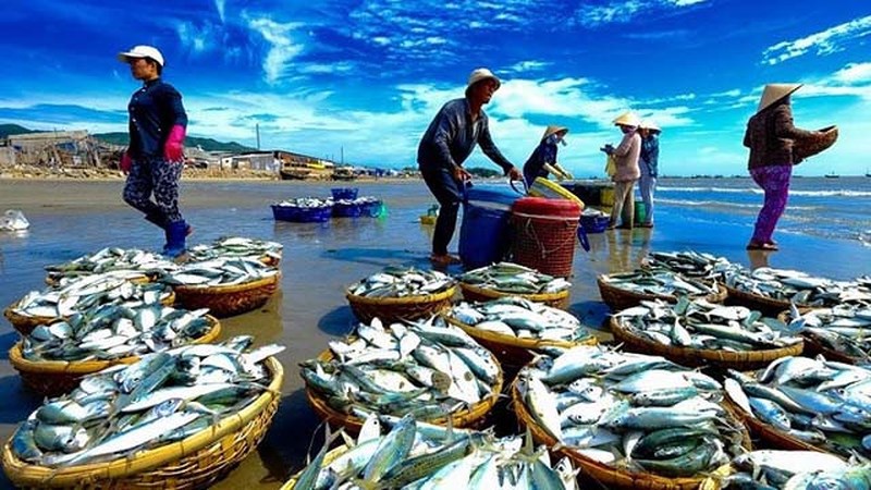Minh bạch, khách quan trong việc khắc phục thẻ vàng thủy sản Việt Nam. Nguồn: Internet