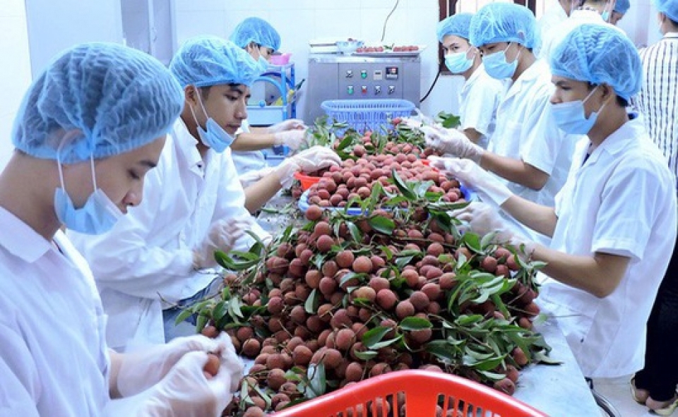 Mặt hàng rau quả là nhóm hàng có nhiều tiềm năng và có lợi thế của Việt Nam. Nguồn: VTV