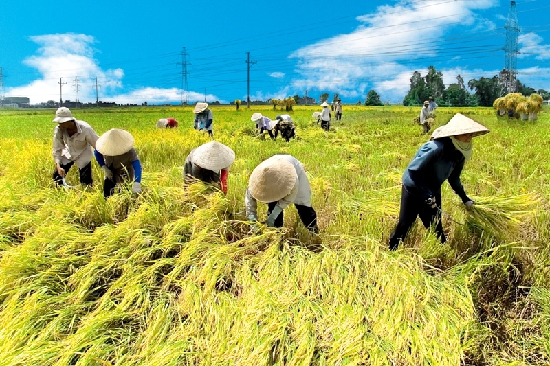 Nếu không tái cơ cấu, xuất siêu nông nghiệp của Việt Nam sẽ giảm. Nguồn: internet