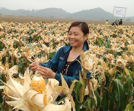 Chị Hồ Thị Phương xóm 6 xã Tương Sơn tận dụng được cả 3 vụ trồng ngô nên đạt lợi nhuận 45 triệu đồng cả năm. Nguồn: chinhphu.vn