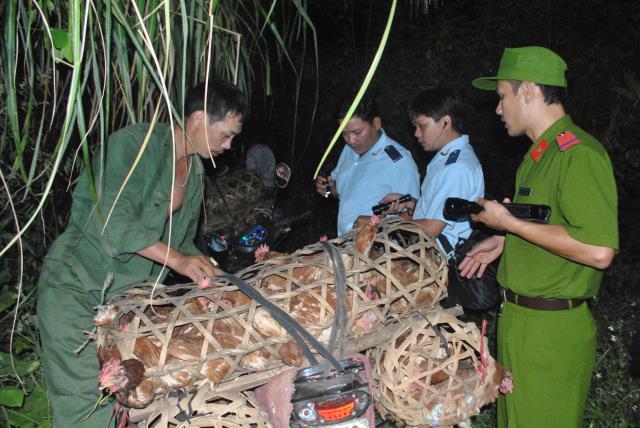 Lực lượng chống buôn lậu Hải quan lạng Sơn phối hợp bắt giữ gia cầm nhập lậu. Nguồn: internet