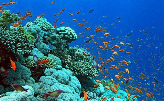 Biến đổi khí hậu, nước biển dâng đã tạo ra áp lực đối với môi trường, đa dạng sinh học và hệ sinh thái biển