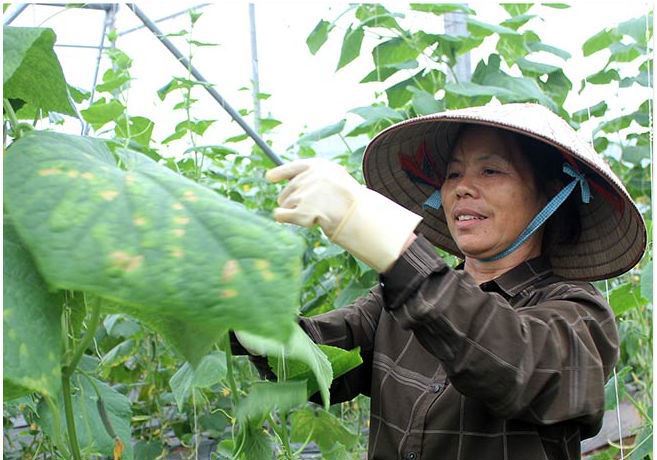 Sản xuất nông sản an toàn tại Lạng Sơn