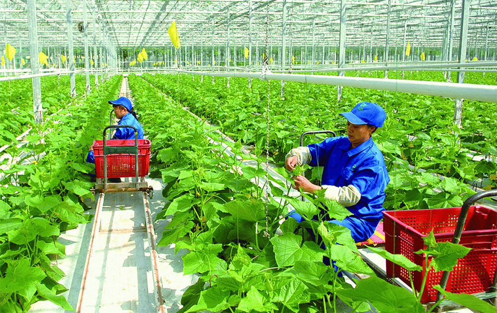 Những mô hình khởi nghiệp nông nghiệp hữu cơ tại Việt Nam