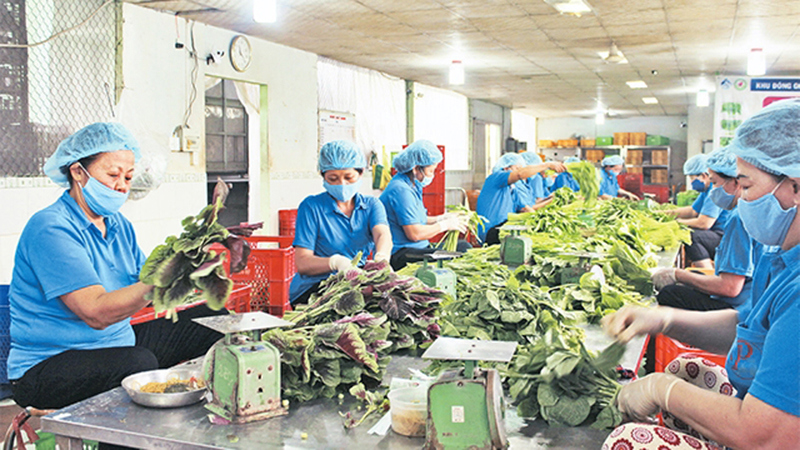 HTX Phước An (huyện Bình Chánh) luôn yêu cầu các thành viên phải bảo đảm rau sạch từ ngoài đồng đến điểm tiêu thụ.