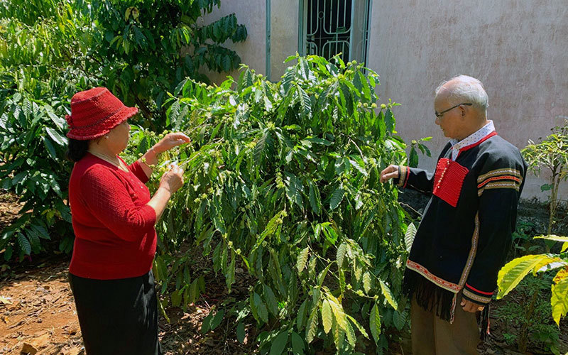 Người dân tỉnh Ðắk Lắk chăm sóc cây cà-phê. Ảnh: Nguyễn Công Lý