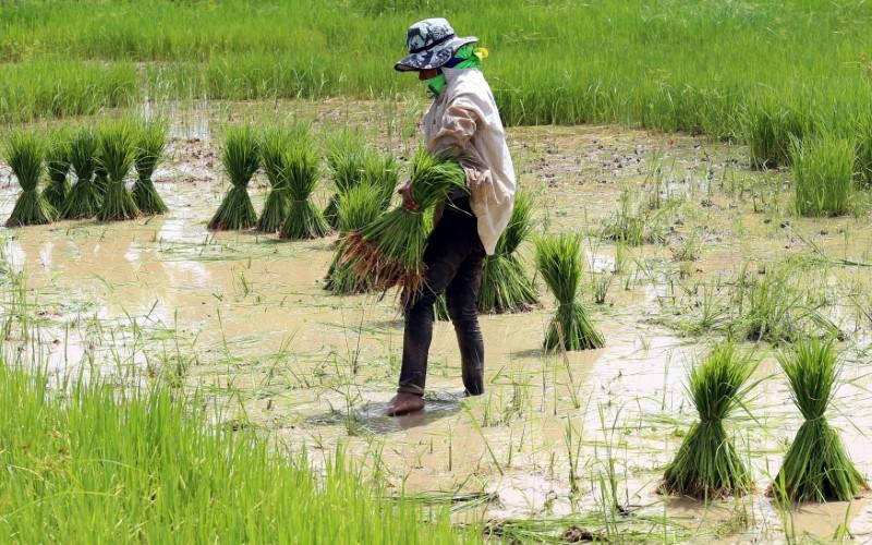 Nông dân trồng lúa ở tỉnh Khon Kaen, Thái Lan. (Ảnh: Reuters).