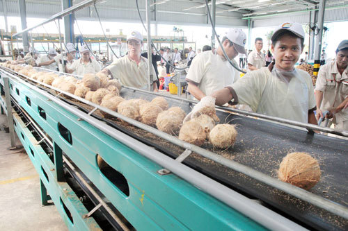 Kim ngạch xuất khẩu các sản phẩm từ dừa của tỉnh Bến Tre tăng trưởng bình quân giai đoạn 2016-2018 là 11,93%/năm.