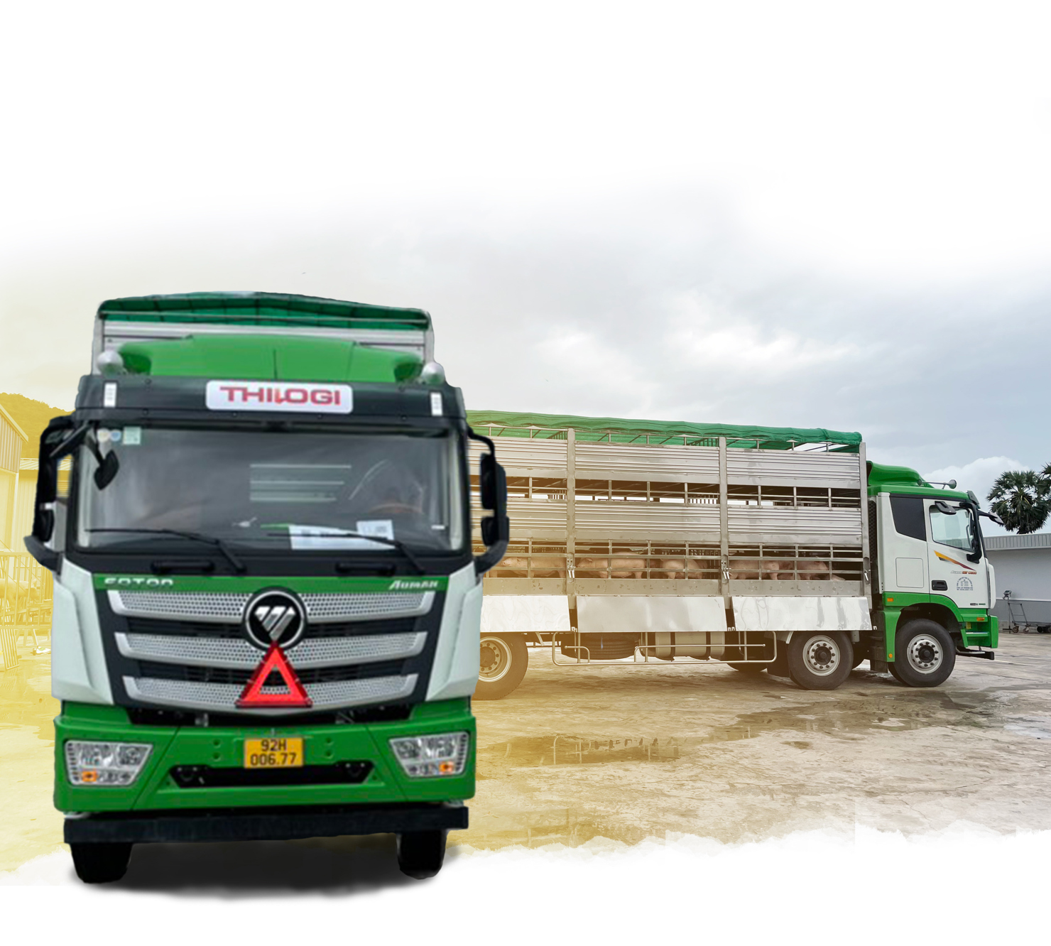 Để đáp ứng các yêu cầu, tiêu chuẩn về vận chuyển gia súc, THILOGI đã đầu tư phương tiện chuyên dụng vận chuyển đồng bộ, hiện đại. 