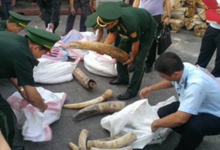 Lực lượng chức năng khám xét và thu giữ lô ngà voi nhập lậu tại cảng Tiên Sa, Đà Nẵng diễn ra ngày 21/8/2015. Ảnh: VP CBL