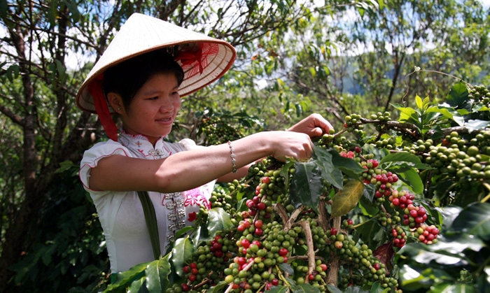 Người dân thu hái cà-phê tại xã Ẳng Nưa, huyện Mường Ảng (Ðiện Biên).