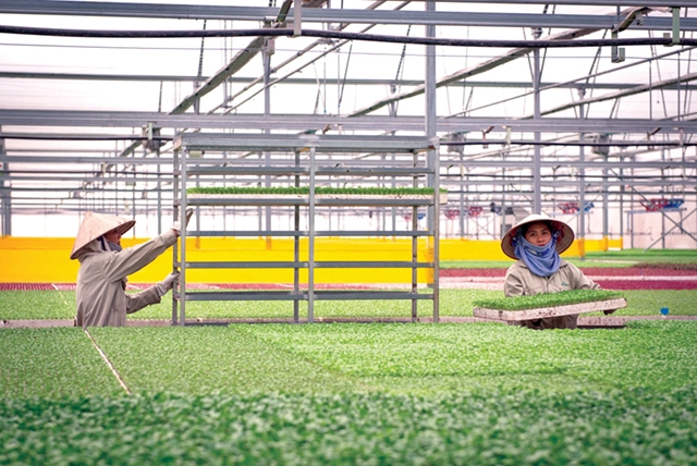 Công nhân Công ty VinEco chăm sóc rau trong nhà kính theo công nghệ Israel. Ảnh: Quang Minh