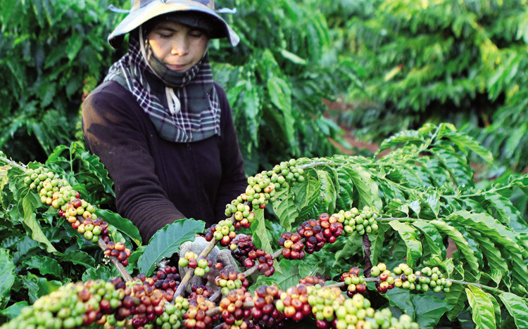 Sàn giao dịch hàng hóa hoạt động hiệu quả sẽ thúc đẩy các ngành nông nghiệp như cà phê phát triển mạnh hơn. 