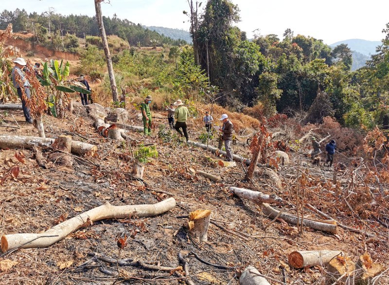 Hiện trường vụ phá rừng phòng hộ tại tiểu khu 158B, xã Tà Nung, TP Đà Lạt, Lâm Đồng.