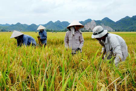 Nhờ tham gia bảo hiểm cây lúa, nông dân yên tâm hơn trong sản xuất