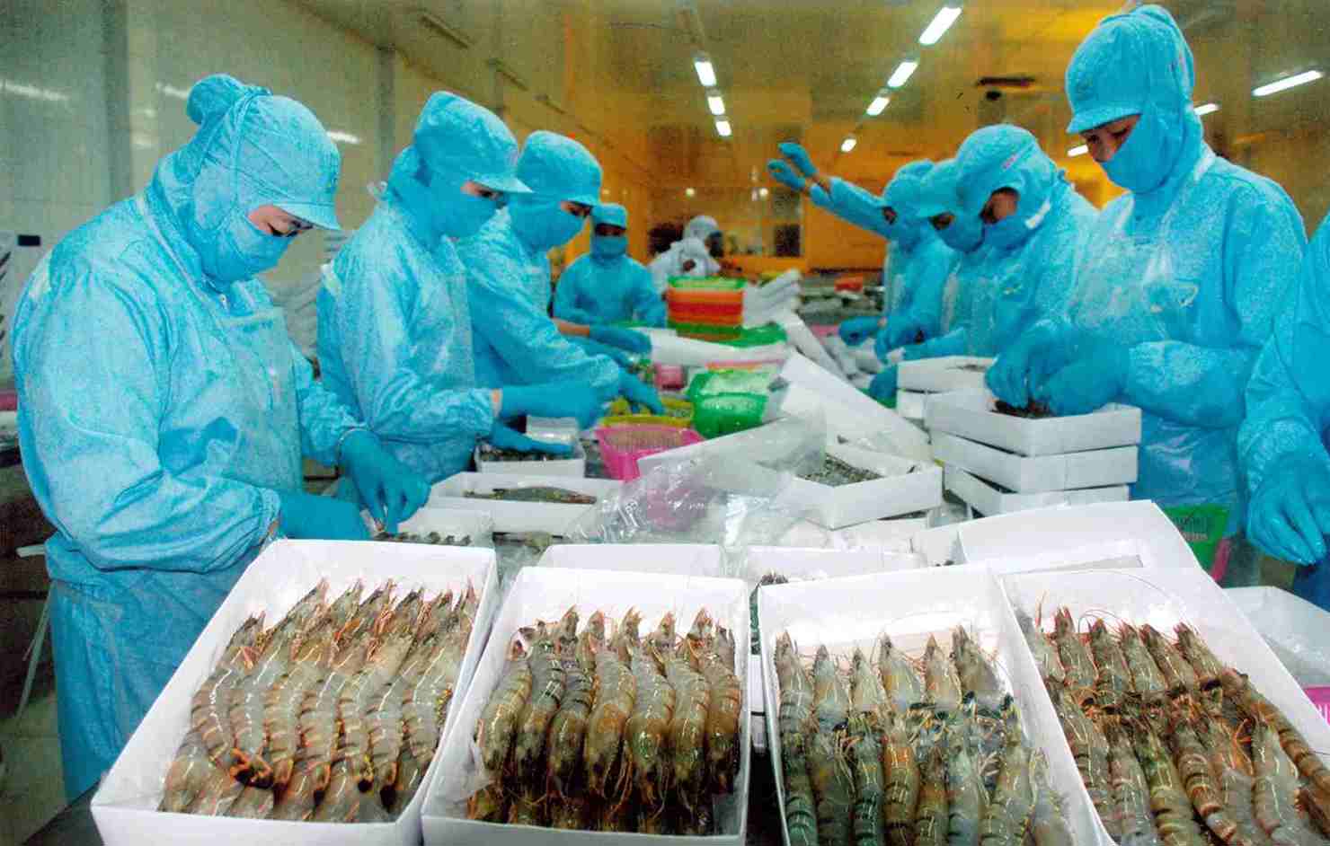 Ủy ban Thương mại Mỹ tiếp tục đưa ra quyết định có lợi cho hoạt động xuất khẩu tôm của Việt Nam. Nguồn: chinhphu.vn