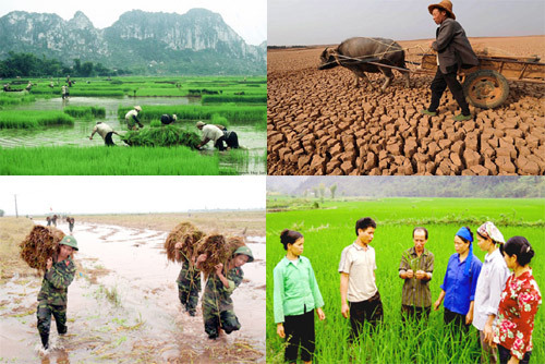 Đến nay việc thí điểm bảo hiểm nông nghiệp đã được triển khai ở 20 tỉnh, thành phố. Nguồn: internet