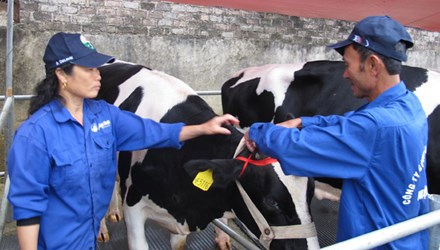 Mô hình bảo hiểm bò sữa ở Mộc Châu đang tạo thành mối liên kết bền vững giữa người nuôi và công ty. Ảnh: Phạm Anh.
