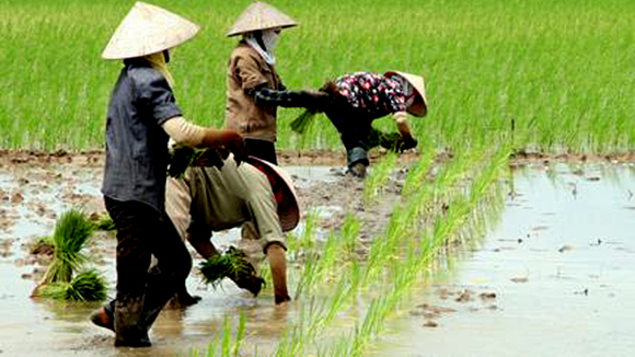 Căn cứ vào diện tích đất trồng lúa, ngân sách nhà nước ưu tiên hỗ trợ sản xuất lúa cho các địa phương. Nguồn: internet