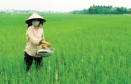 TP. Hải Phòng sẽ hỗ trợ 2 tỷ đồng để xây dựng 7 mô hình sản xuất lúa hàng hóa theo quy trình VietGap.